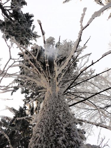 Strom na kolibe (uprava bibova..fotka moja)