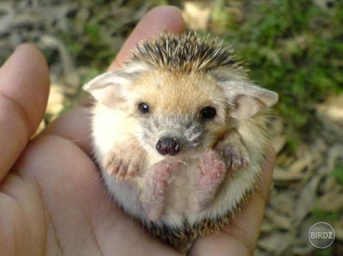 maliččččččččččččččččččččky jažurko :)