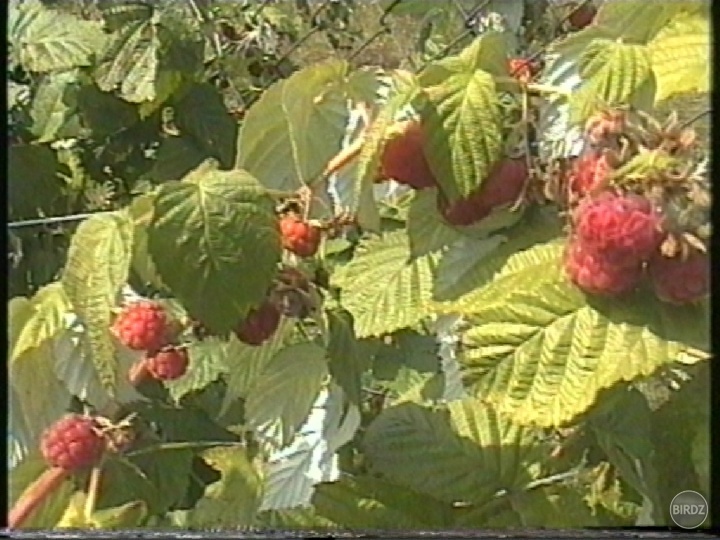 Obrázok