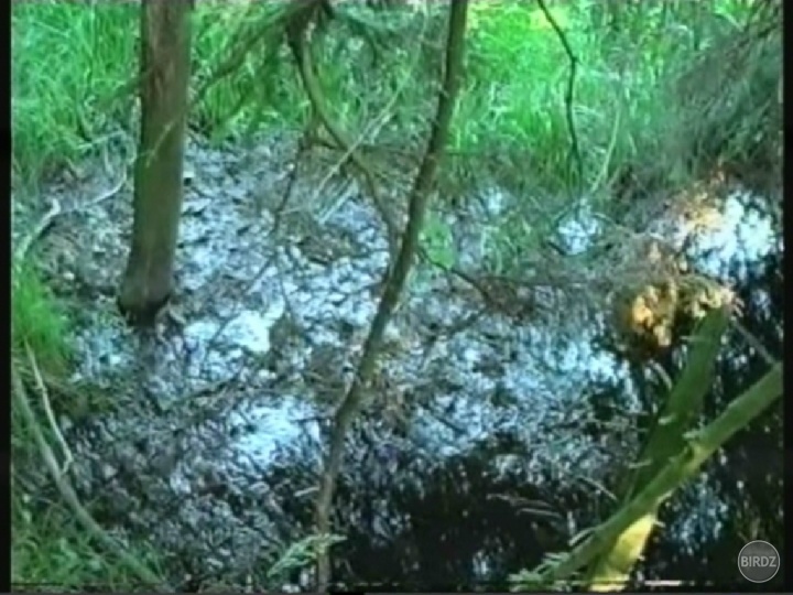 Sú tu aj nebezpečné miesta tzv.Handlovske mokrade kde sa na zelenej lúke môžeš prepadnuť
a utopíš sa v blate.