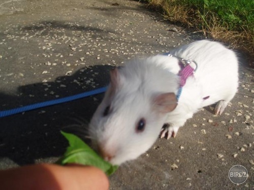 morča :)