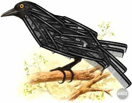 Crow...