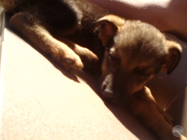 Aslankoooo