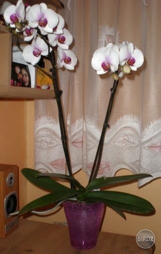 moja krásna orchidea ktoru som dostala na narodeninky :)