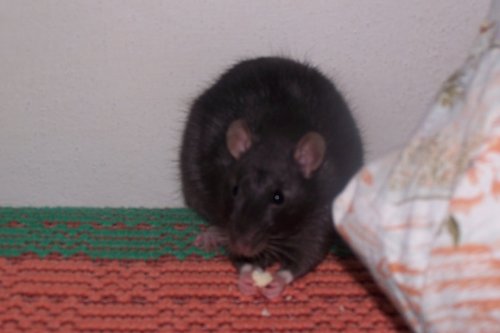 Obrázok