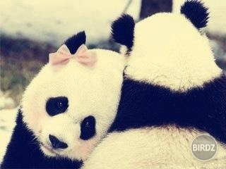 panda panda