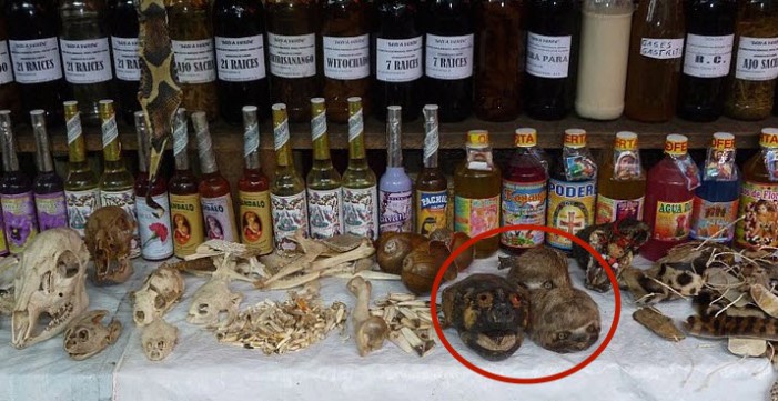 Dekapitovaný leňochod ako ľudský obchodný artefakt. Ale nebojte, stále ostávame priateľskí voči ľuďom, nesnováme akt pomsty, pretože veríme, že vidíme fotodokumentáciu len jedného konkrétneho zlyhania.