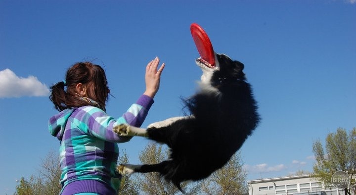 dogfrisbee ;)