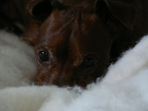 Jackie 2