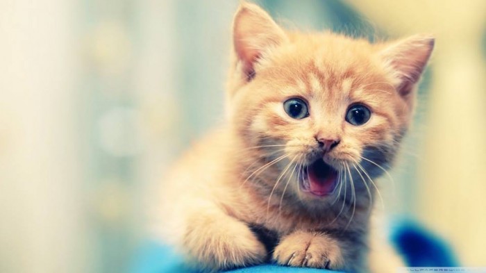 no do p...!??? :D