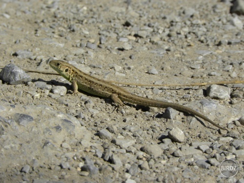 Obrázok