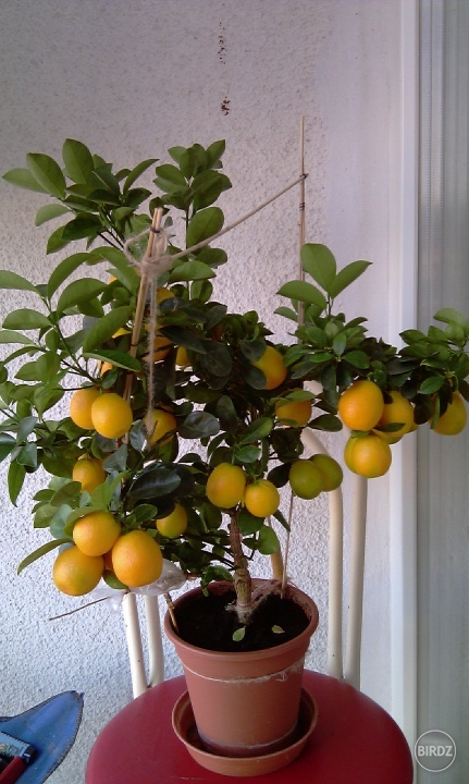 Kumquat :-), roky sa mu nic nestalo rastol pekne a potom dostal volaku divnu chorobu a hned skapal :-(