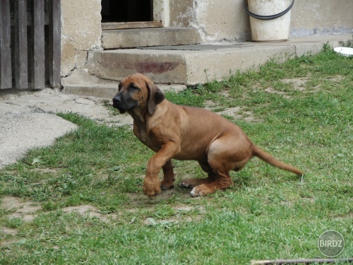 ridgeback 