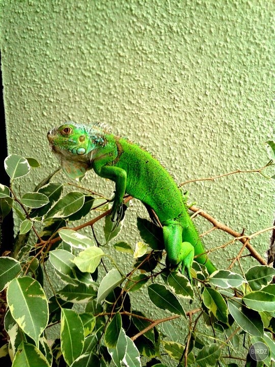 Ollynka :)