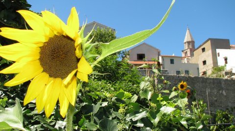 Slniečko