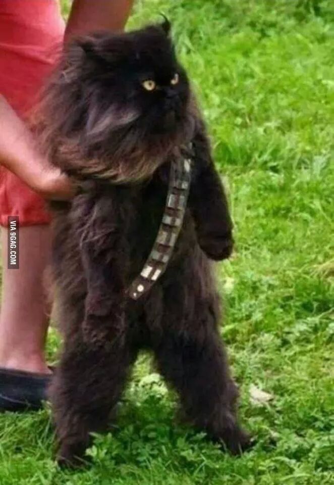nova postava v buducich star wars ^___^ Meowbacca!!!!