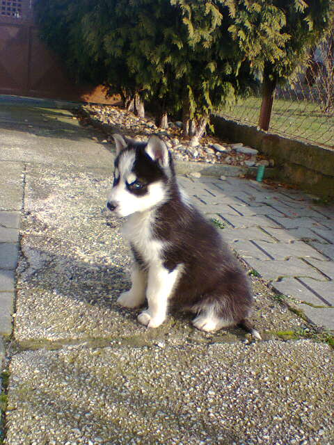 Nanuk ^^