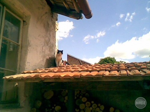 mačka na horúcej (plechovej)streche 