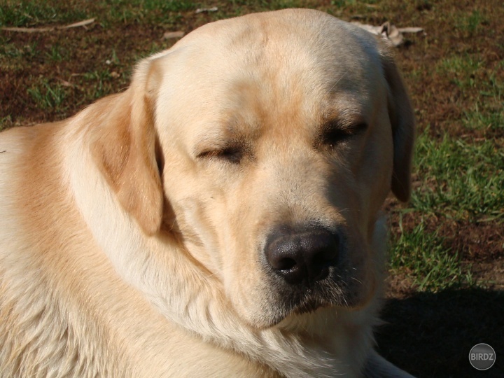 Obrázok