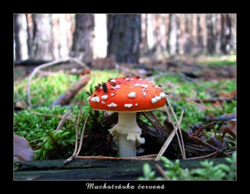 <i>Muchotrávka červená</i>