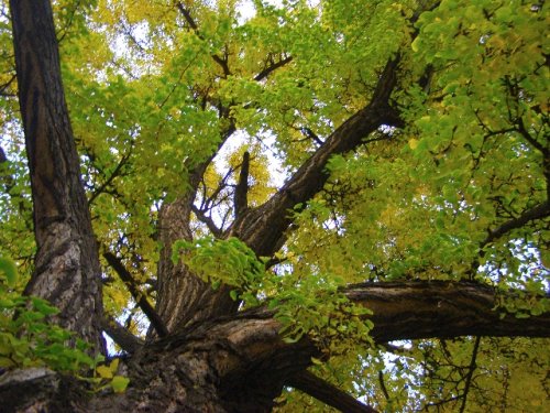 Ginko