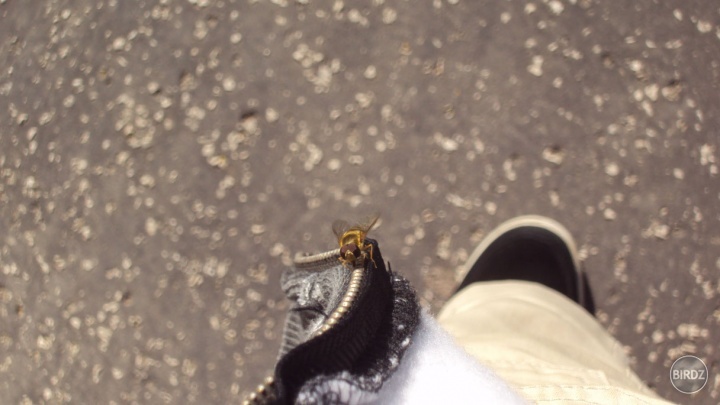 Bzz