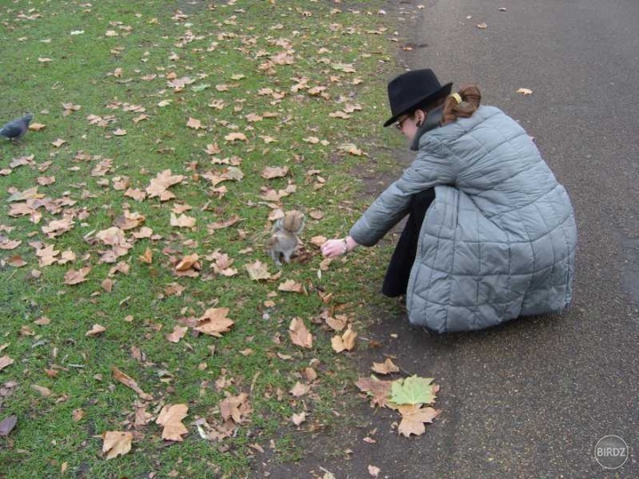 Lákanie veveričky do náručia - St. James´ Park. Ono sa to robí celkom ťažko, keď oriešok v ruke iba predstierate.