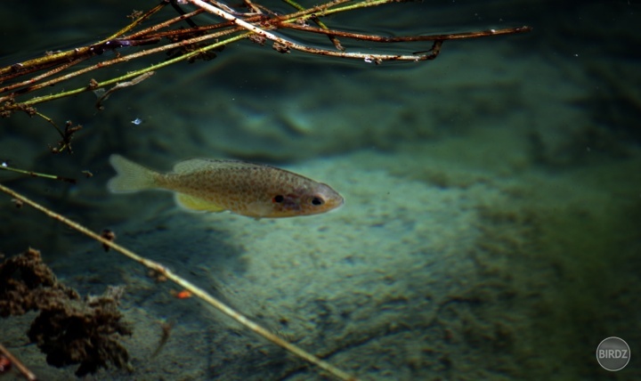 rybka