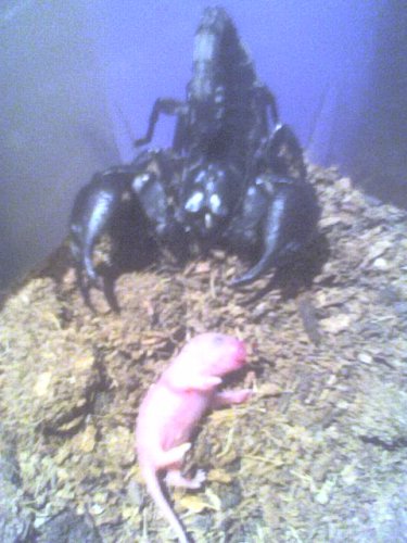 predator vs votrelec