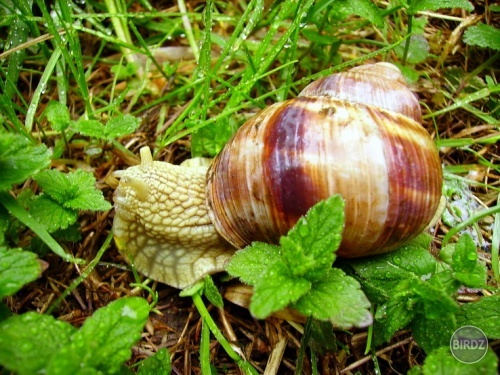 Obrázok