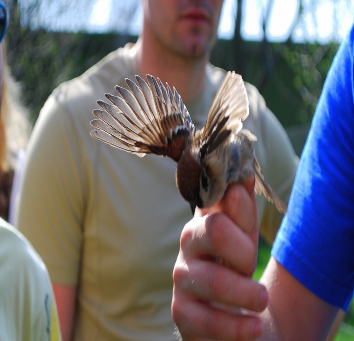 Ako sme krúžkovali vtáctvo 2 :)
Vrabec domový (Passer domesticus) - samček 