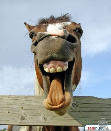 iihaaa :D