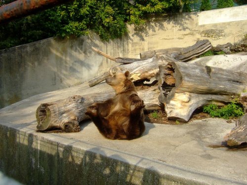 macko v bojnickej zoo