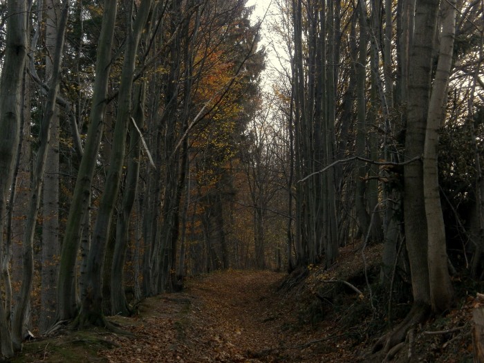 takéto cestičky v lese mám rada :).. 