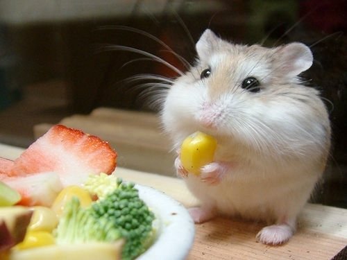 aww!!! taky cute!!!!! papa kukuricku