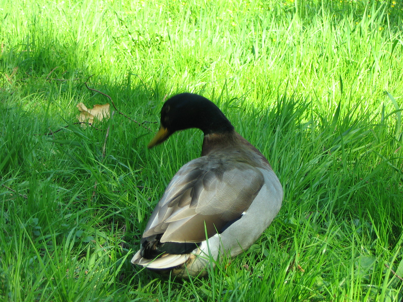 ducker a zas kuka ci som za nim ;) ( uz som ho skoro dostal) [chna chna chna chna chna ]