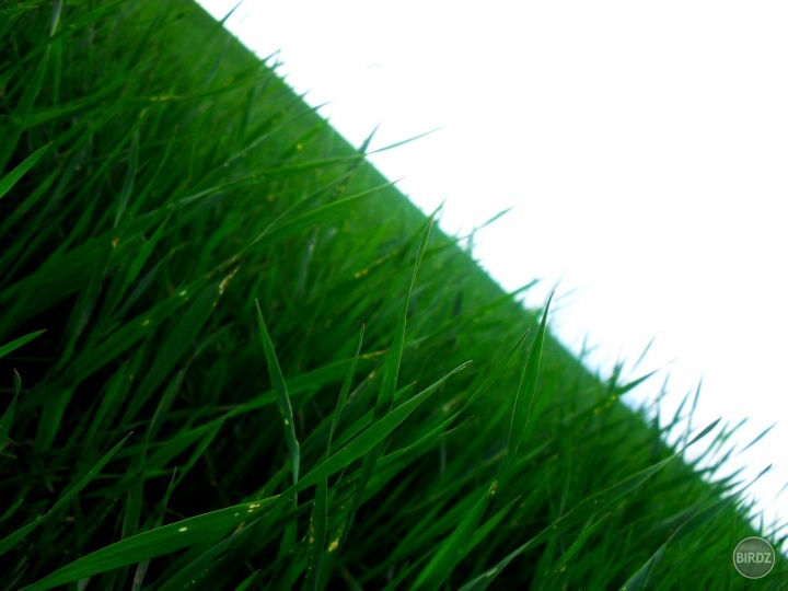 just grass .. and little bit of nature.   