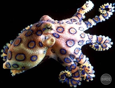 Blue-ringed octopus