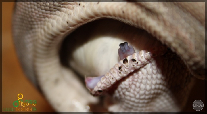 Boa Constrictor 0.1 - Montana