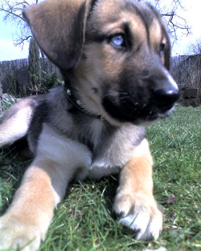 moj maly genialny bavorsky husky:D ma dva mesiace a vola sa Ava:P