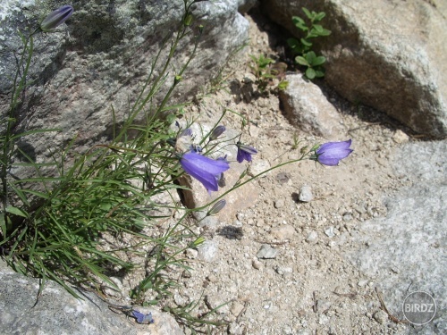 Obrázok