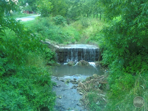 Potok v Drienici