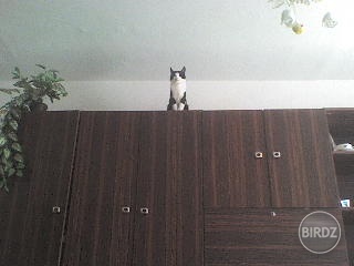 Kamoskina mačka na skrini :D:D:D