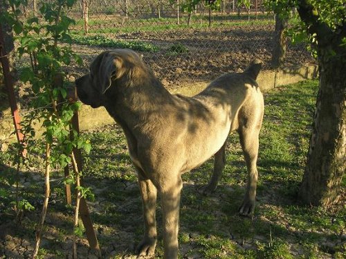 zevraj nieco ze Cane croso..podla mna nechapavy bastard...co uz..