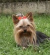 moj psik Jenny
