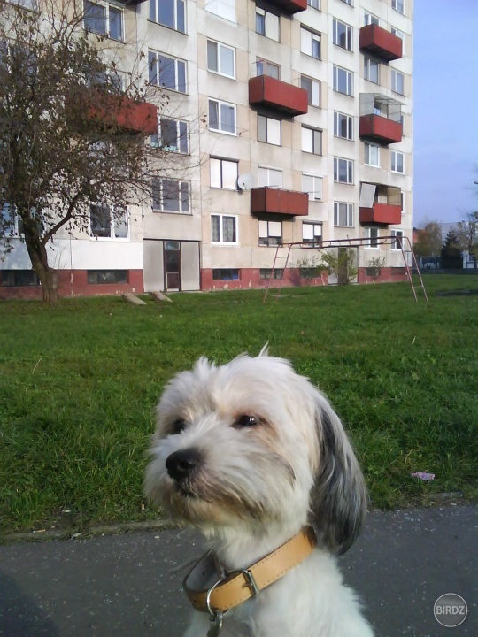 Obrázok