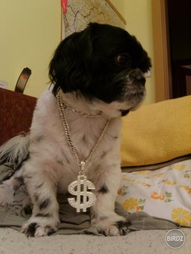 gangsta dog