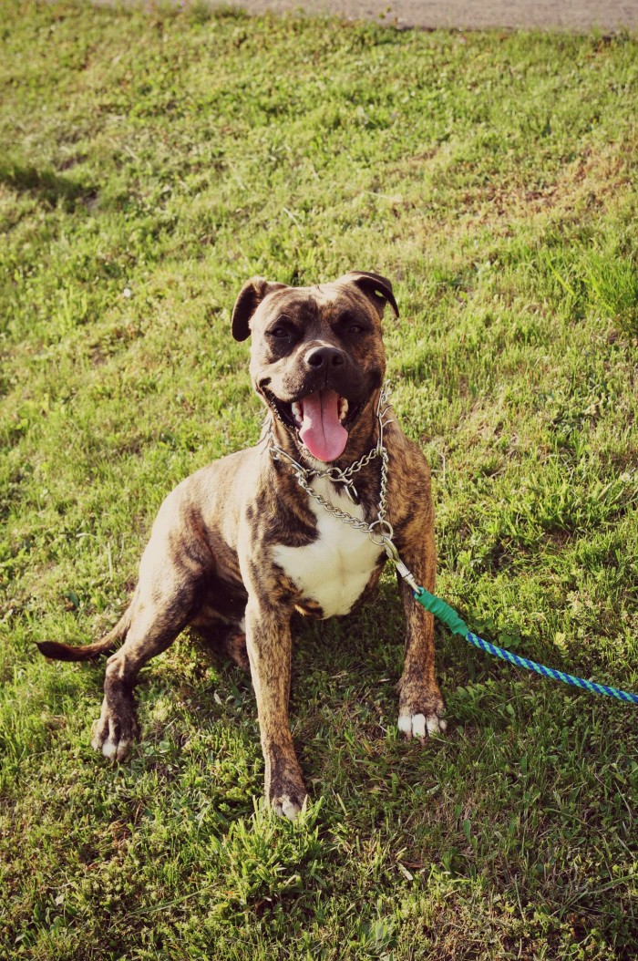 happy staffy