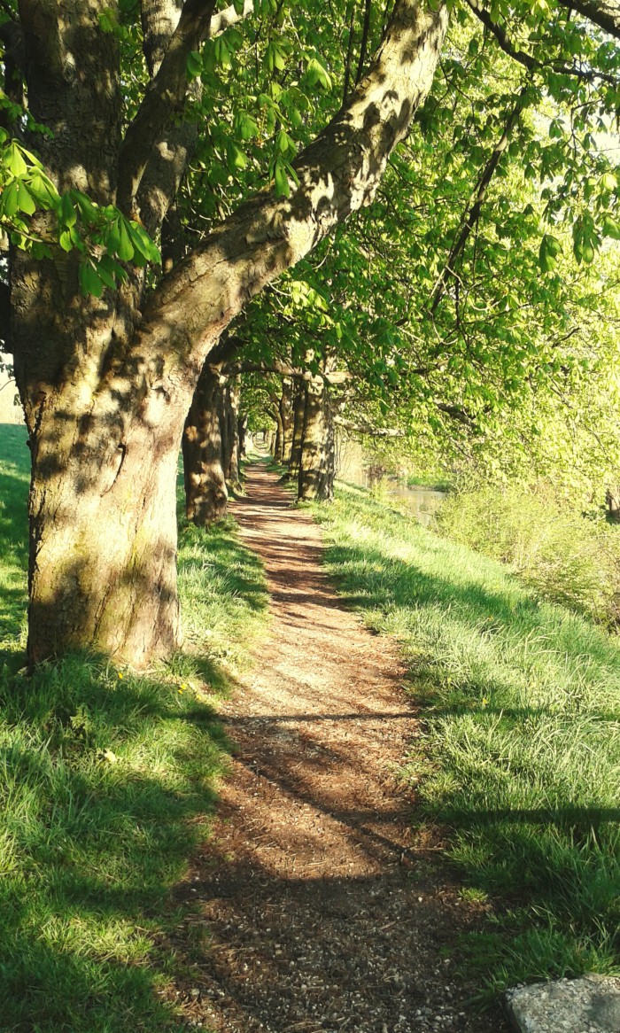 Alley,green,nature