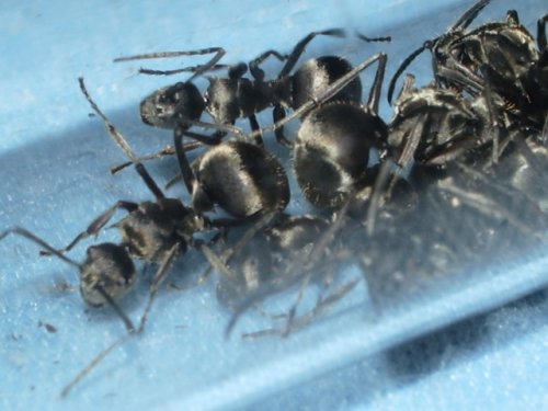 Polyrhachis wolfi, kolónia za cca 60euro